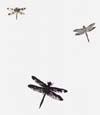 drangonfly