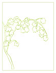 lilly of the valley