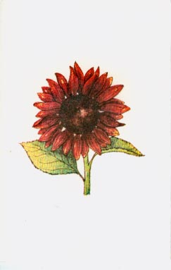 small sunflower card