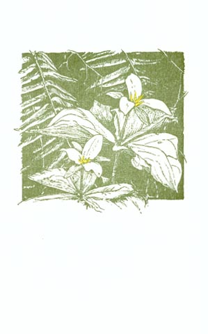 trillium